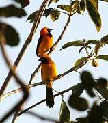 Hooded Oriole