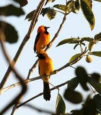 Oriole masqué