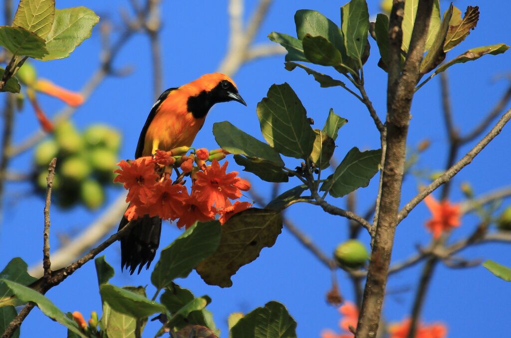 Hooded Oriole