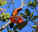 Oriole masqué