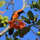 Oriole masqué