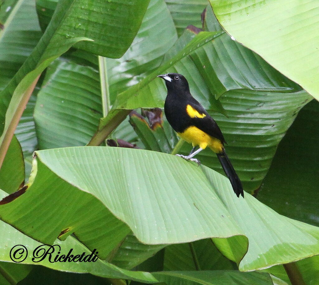 Oriole monacaladulte