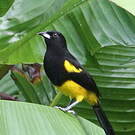 Oriole monacal