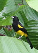 Black-cowled Oriole