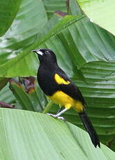 Oriole monacal