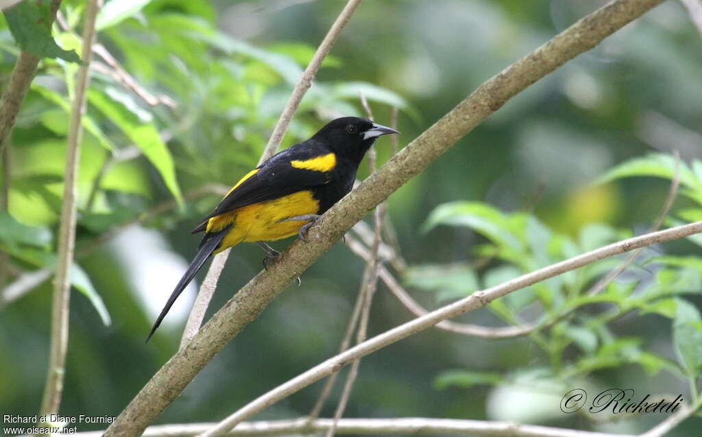 Oriole monacal mâle adulte, identification