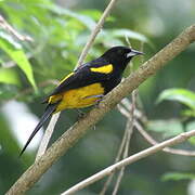 Black-cowled Oriole