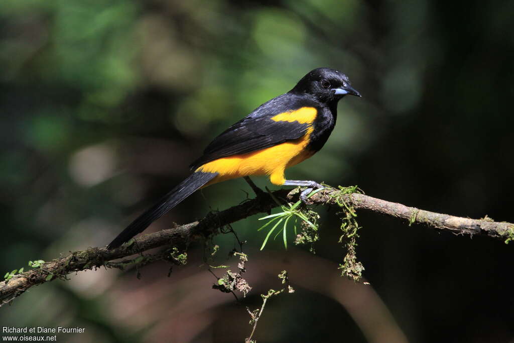 Oriole monacal mâle adulte, identification