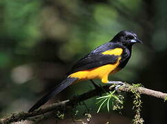 Black-cowled Oriole