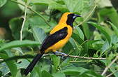 Oriole noir et or