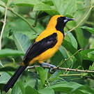 Oriole noir et or