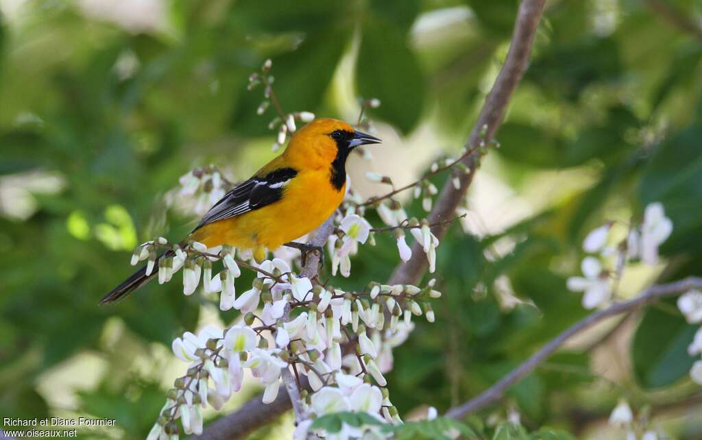 Orange Orioleadult, identification