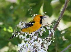 Oriole orange