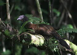 Grey-headed Chachalaca