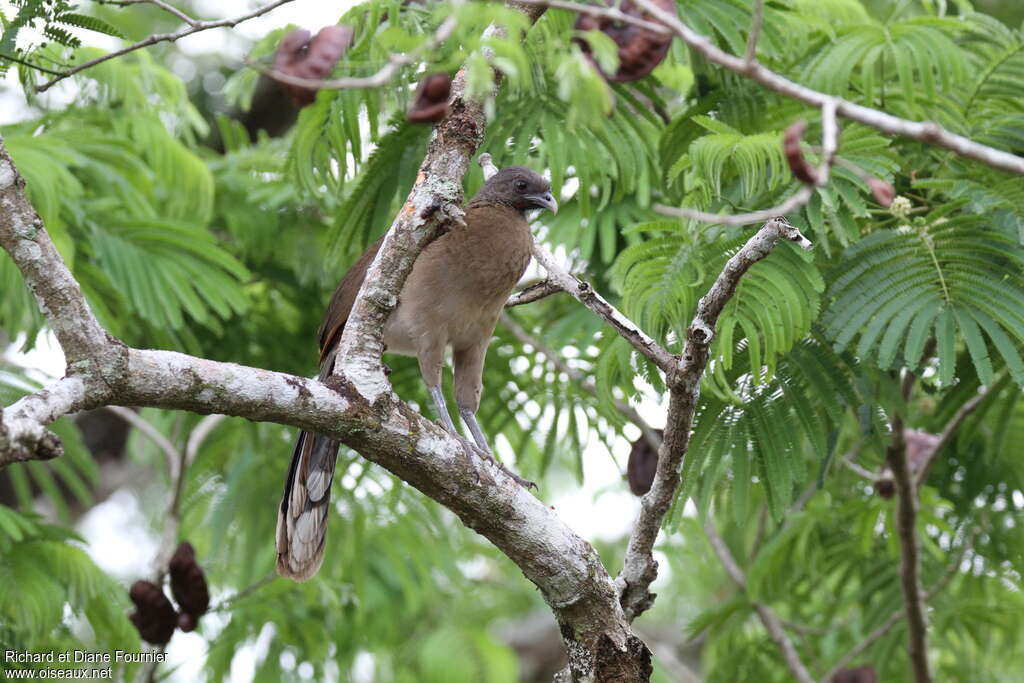 Grey-headed Chachalacaadult, habitat, camouflage, pigmentation