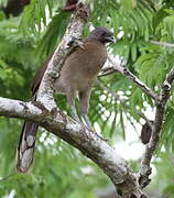 Grey-headed Chachalaca