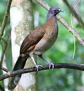 Grey-headed Chachalaca