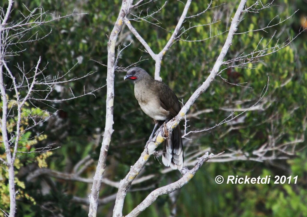 Plain Chachalaca