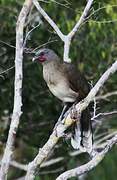 Plain Chachalaca