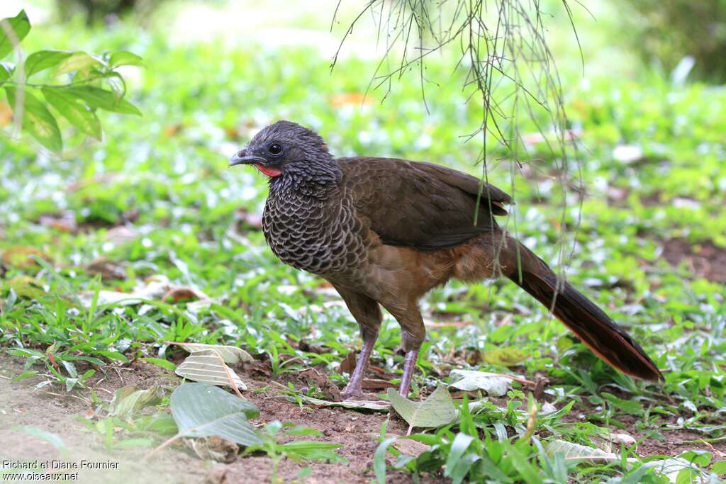 Ortalide de Colombieadulte, identification