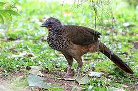 Colombian Chachalaca