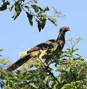 West Mexican Chachalaca