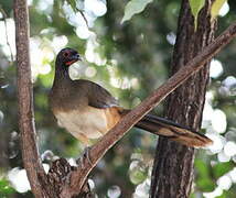 West Mexican Chachalaca