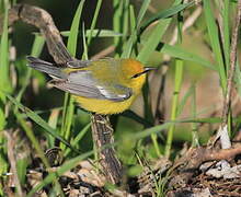 Blue-winged Warbler