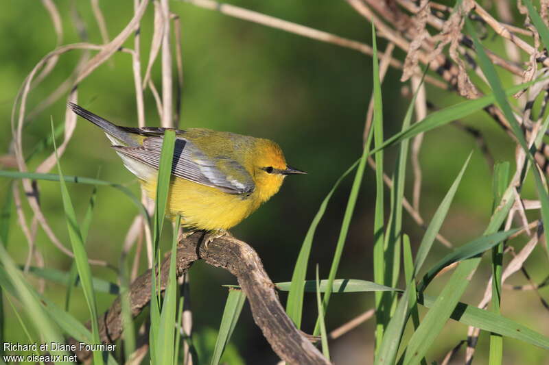 Blue-winged Warbler male adult, identification