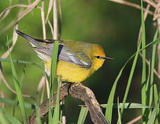 Blue-winged Warbler