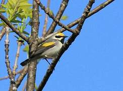 Golden-winged Warbler