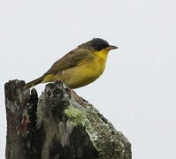 Grey-crowned Yellowthroat