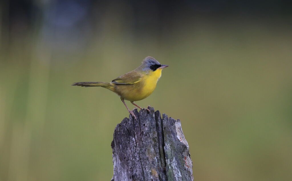 Grey-crowned Yellowthroat