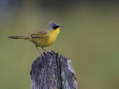 Grey-crowned Yellowthroat
