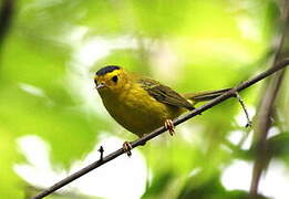 Wilson's Warbler