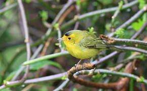 Wilson's Warbler