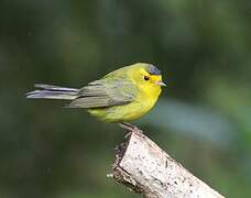 Wilson's Warbler