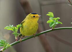 Wilson's Warbler