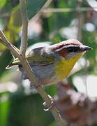 Rufous-capped Warbler