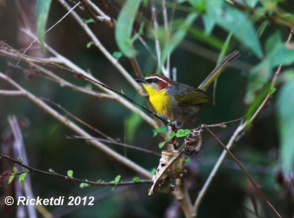 Rufous-capped Warbler