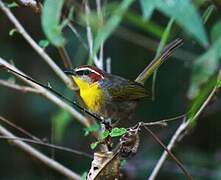 Rufous-capped Warbler