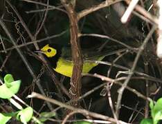 Hooded Warbler