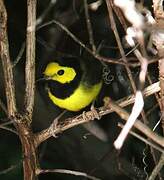 Hooded Warbler