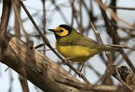 Hooded Warbler