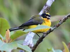 Yellow-crowned Whitestart