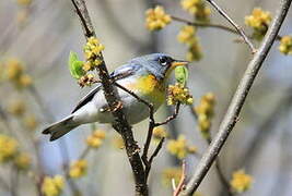 Northern Parula