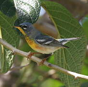 Northern Parula