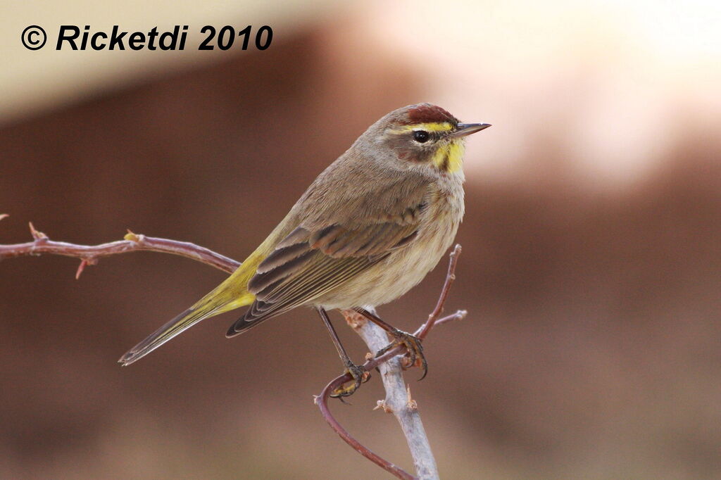 Palm Warbler