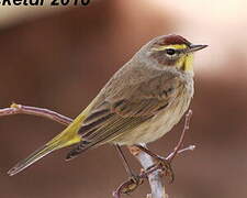 Palm Warbler