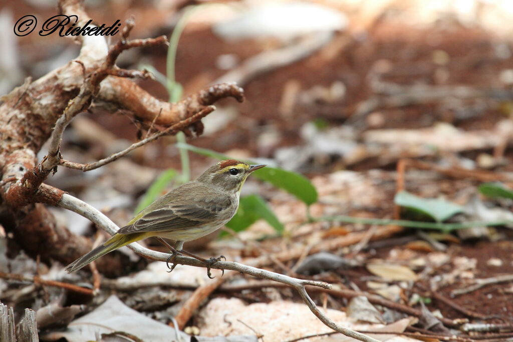 Palm Warbler